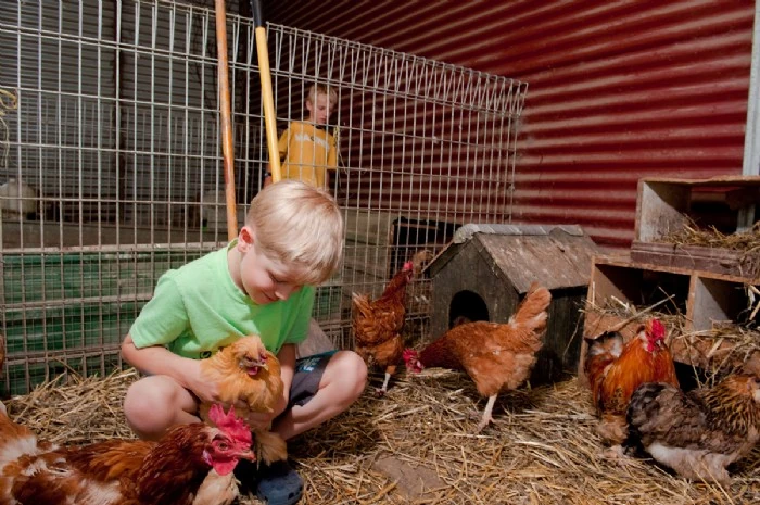 farm-chickens