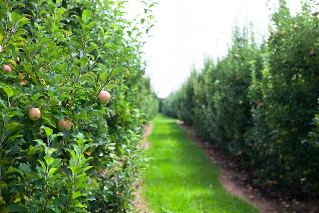 fruit-picking-bilpin